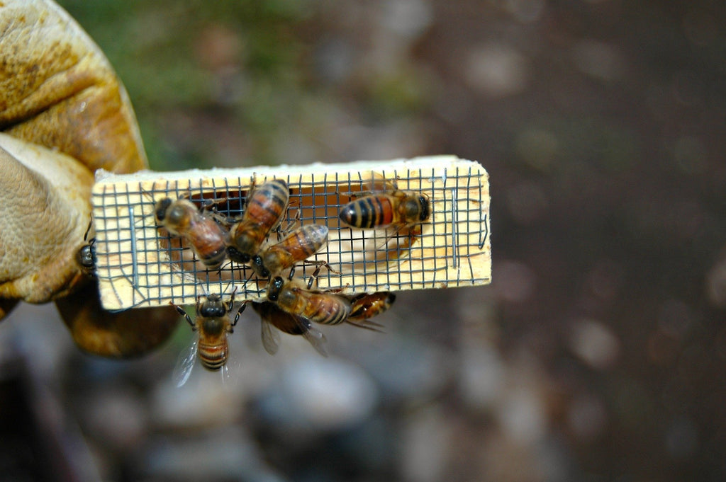 Mated Queen