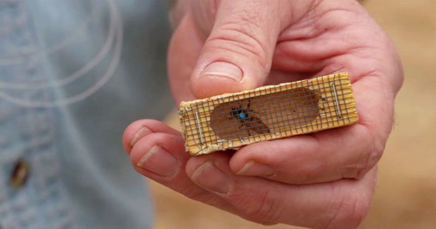 Mated Queen