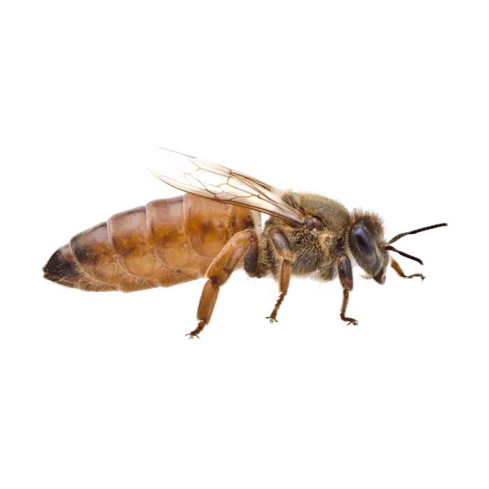 Mated Queen