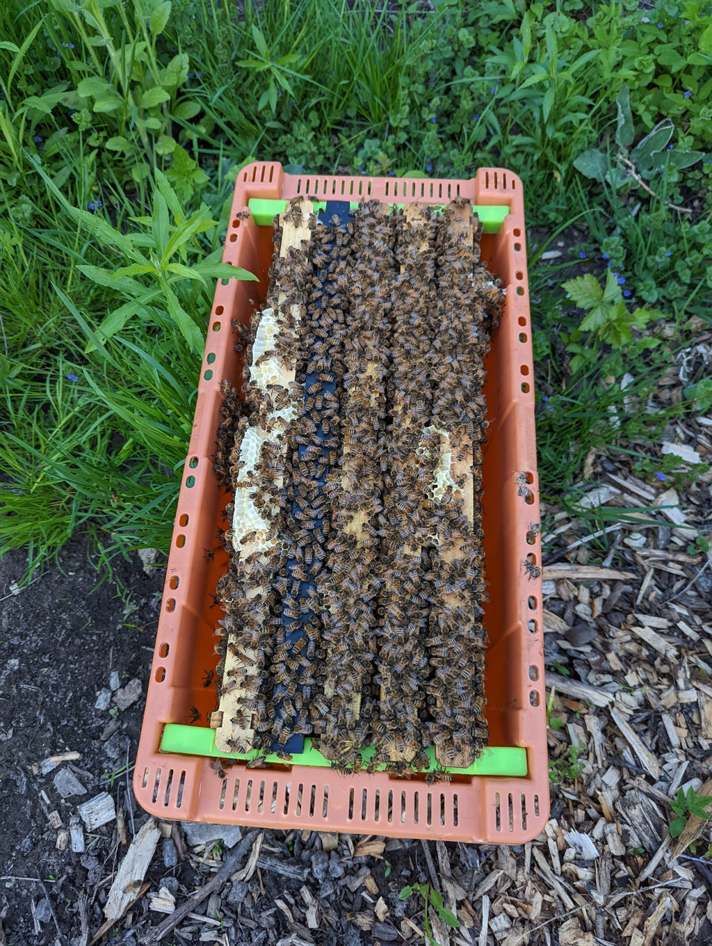5 Frame Nucleus (NUC) Colony - 2027 Spring Bee Order