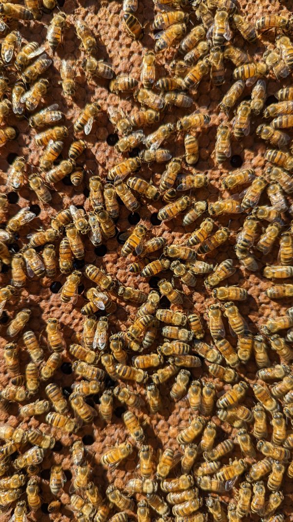 5 Frame Nucleus (NUC) Colony - 2027 Spring Bee Order