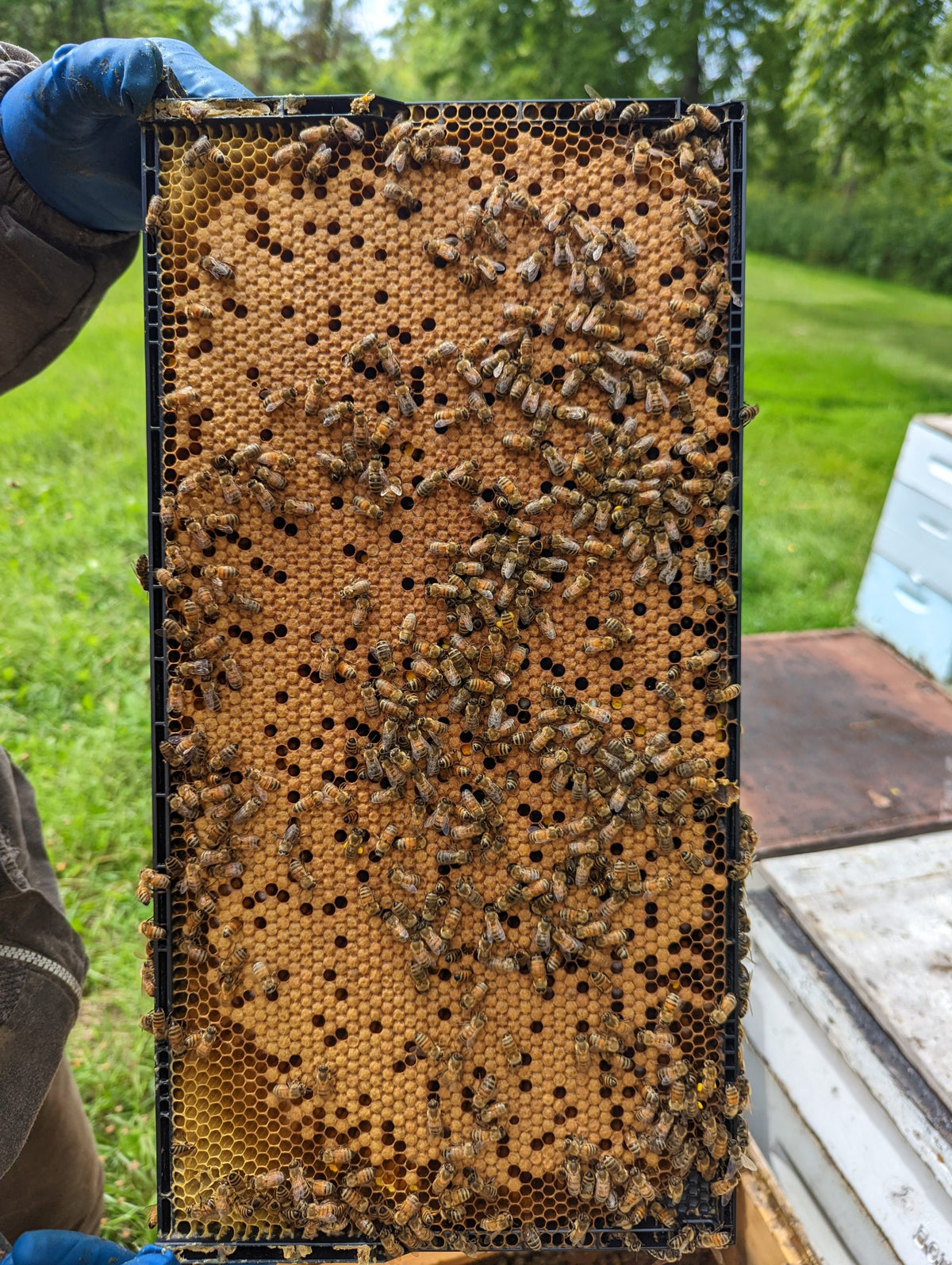 5 Frame Nucleus (NUC) Colony - 2027 Spring Bee Order