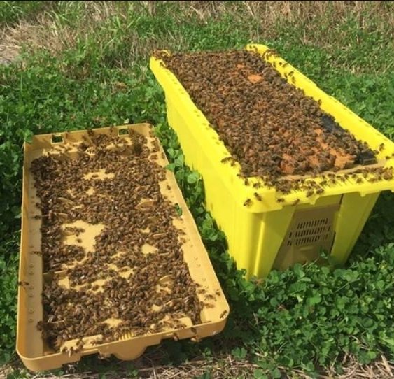 5 Frame Nucleus (NUC) Colony - 2027 Spring Bee Order